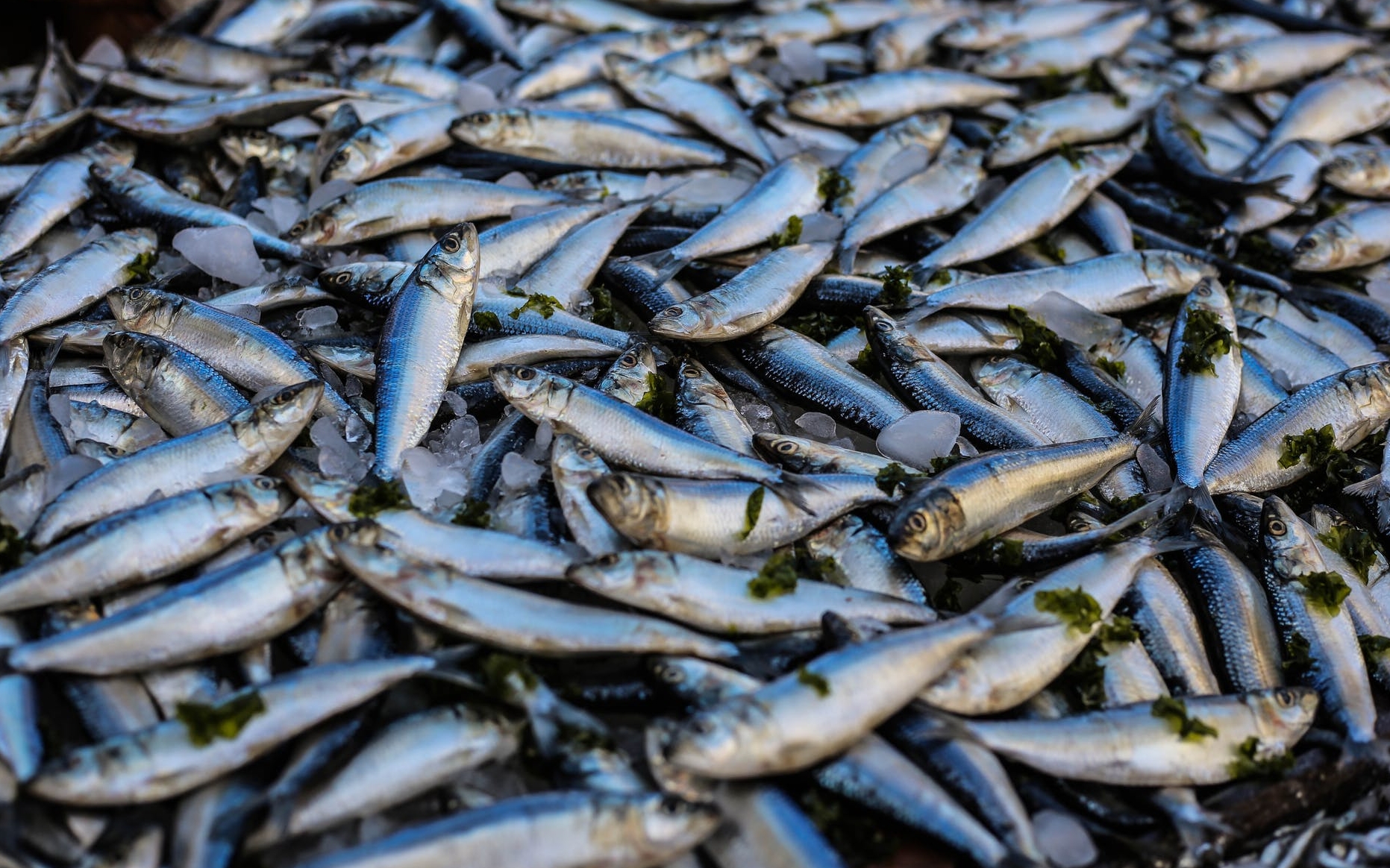 До Олексіївки на рибалку: доловився рибки на 200 000 тисяч гривень