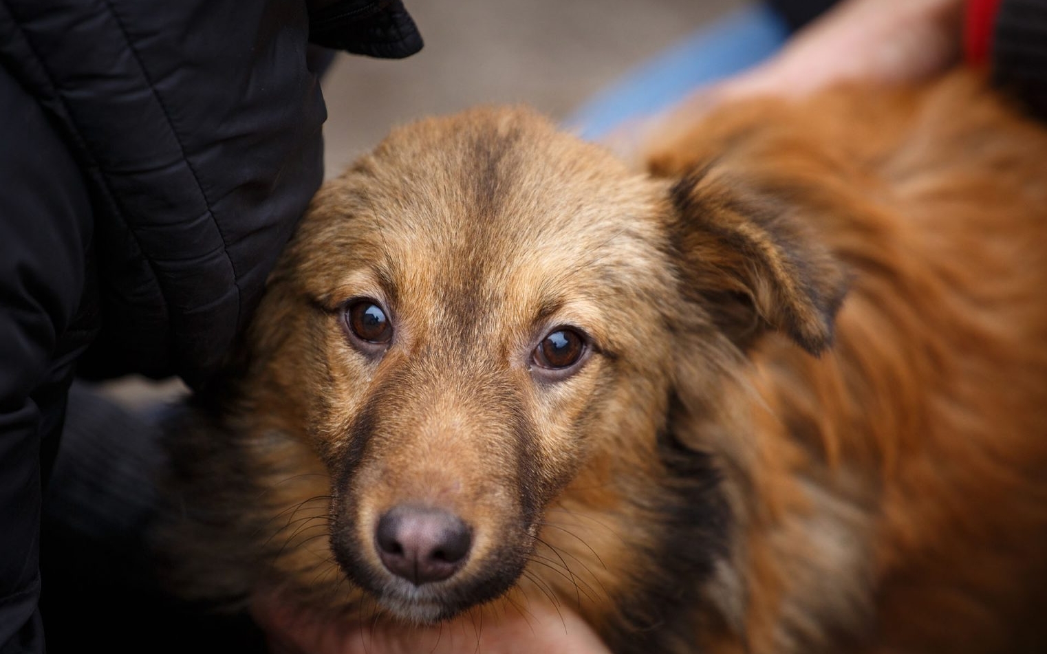 Бездомна собака знайшла малятко у смітнику і врятувала його від смерті