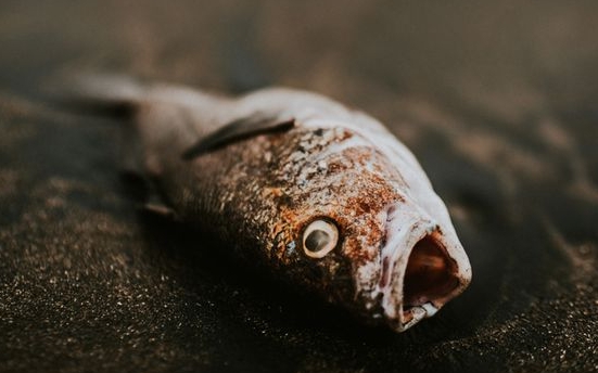 Природа гине: в Нікополі дохне риба у отрійній воді Дніпра