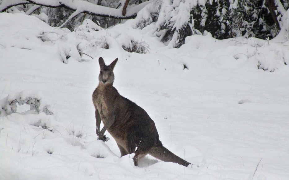 Австралію засипало снігом - відео