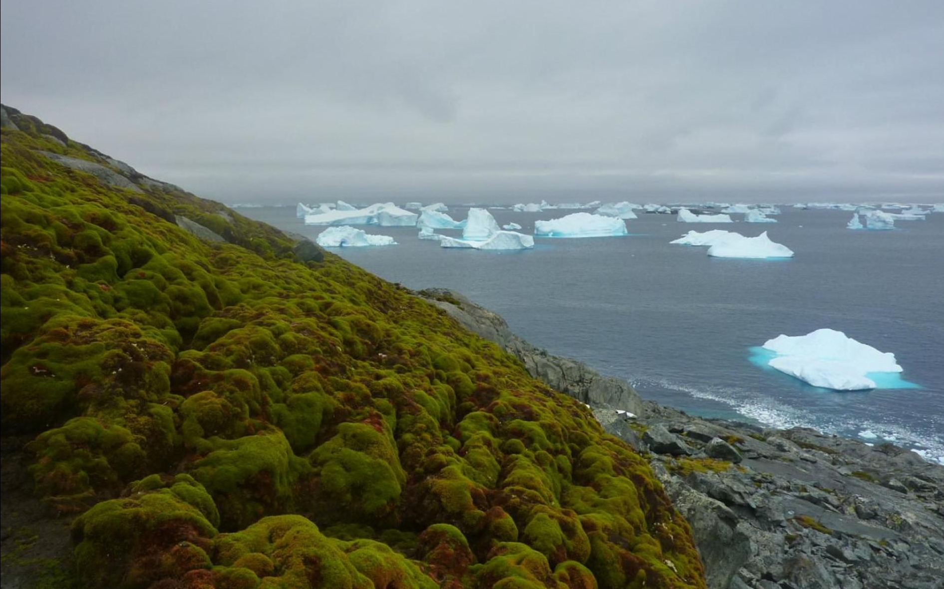 Антарктида стала зеленим континентом