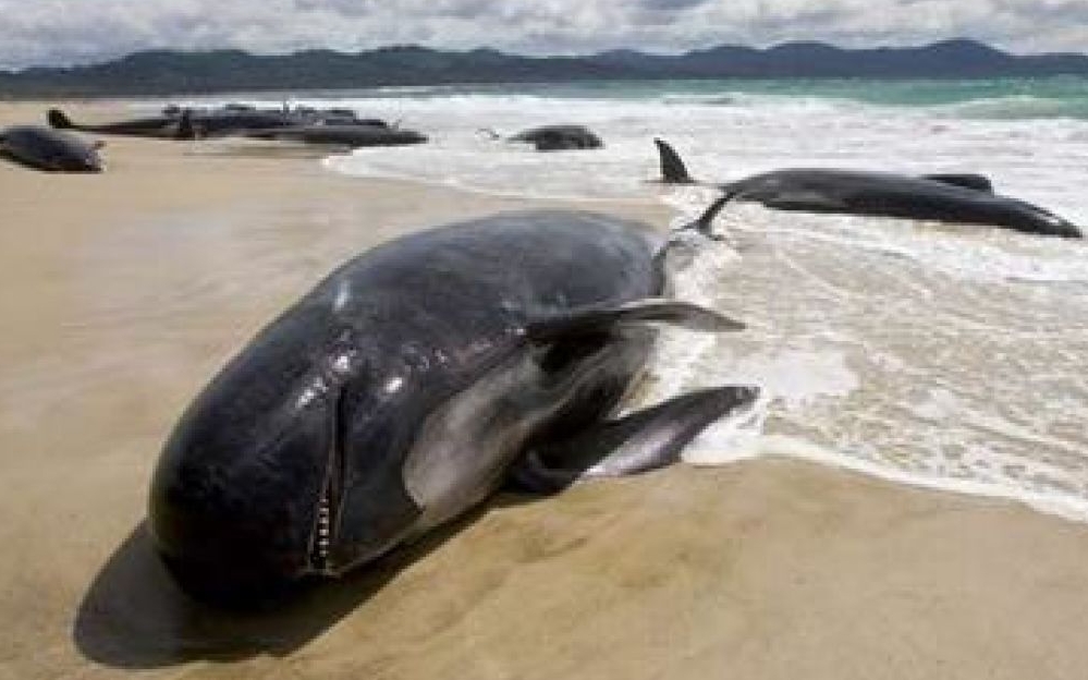 В Австралії сотні дельфінів загинули, викинувшись на берег - протест тварин проти дій людини?