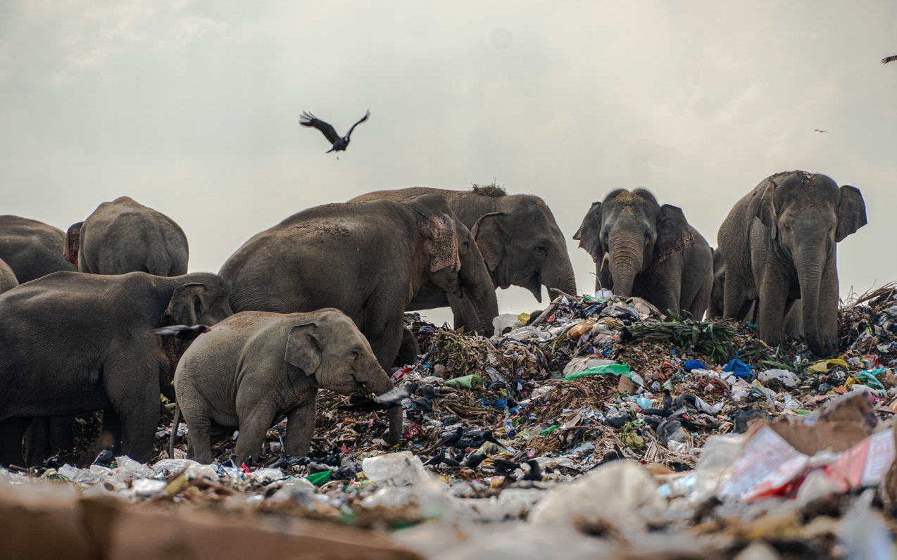 Фотограф показав сумні знімки слонів, що харчуються сміттям - їхній ліс перетворився на звалище 