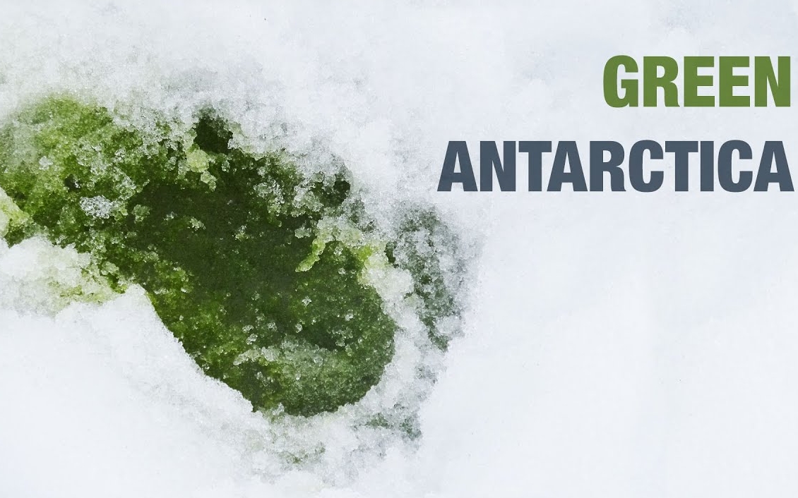 В Антарктиді формується нова екосистема через глобальне потепління