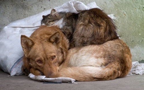 На Нікопольщині зібрали біля 100 тисяч гривень допомоги тваринам