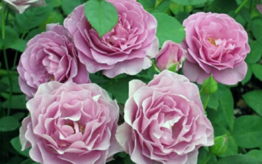 Пурпурна троянда зохоплює світ та Україну: сусіди точно будуть заздрити