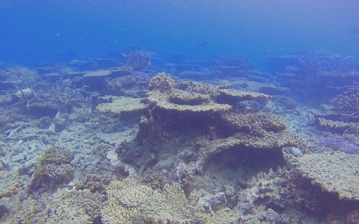 Шосте вимирання видыв: Барёэрний риф зник