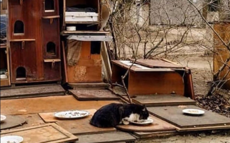 У Нікополі побудували шелтер для безпритульних котів