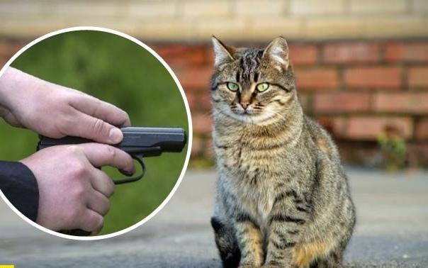Як захистити права тварин: напад на кота у Чкалове жахає подробицями