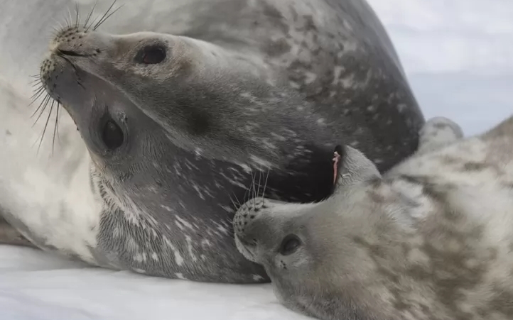 Українська антарктида: вітчизняні науковці розповіли як доглядають за тюленятами
