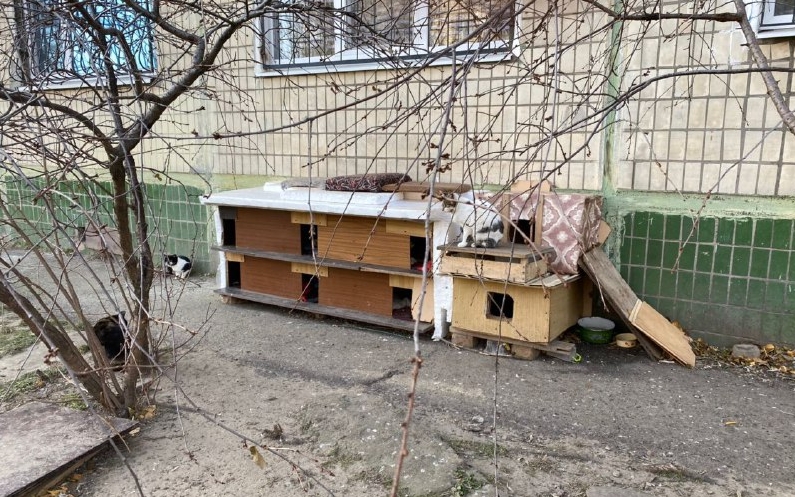 Поселення бездомних котів у Нікополі - фото