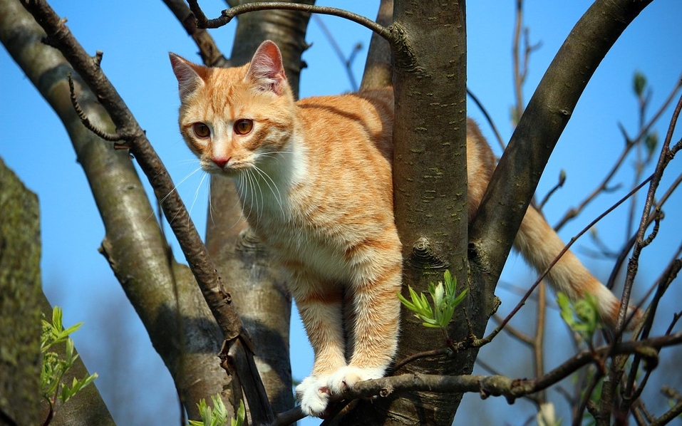Зоозахисники можуть спати спокійно: в Нікополі знову врятували котика з дерева