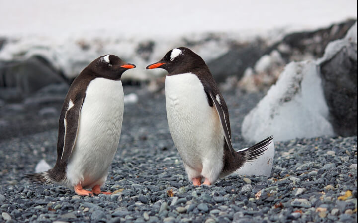 Топ-15 вражаючих знімків Антарктики і її мешканців: пігвіни дійсно милі