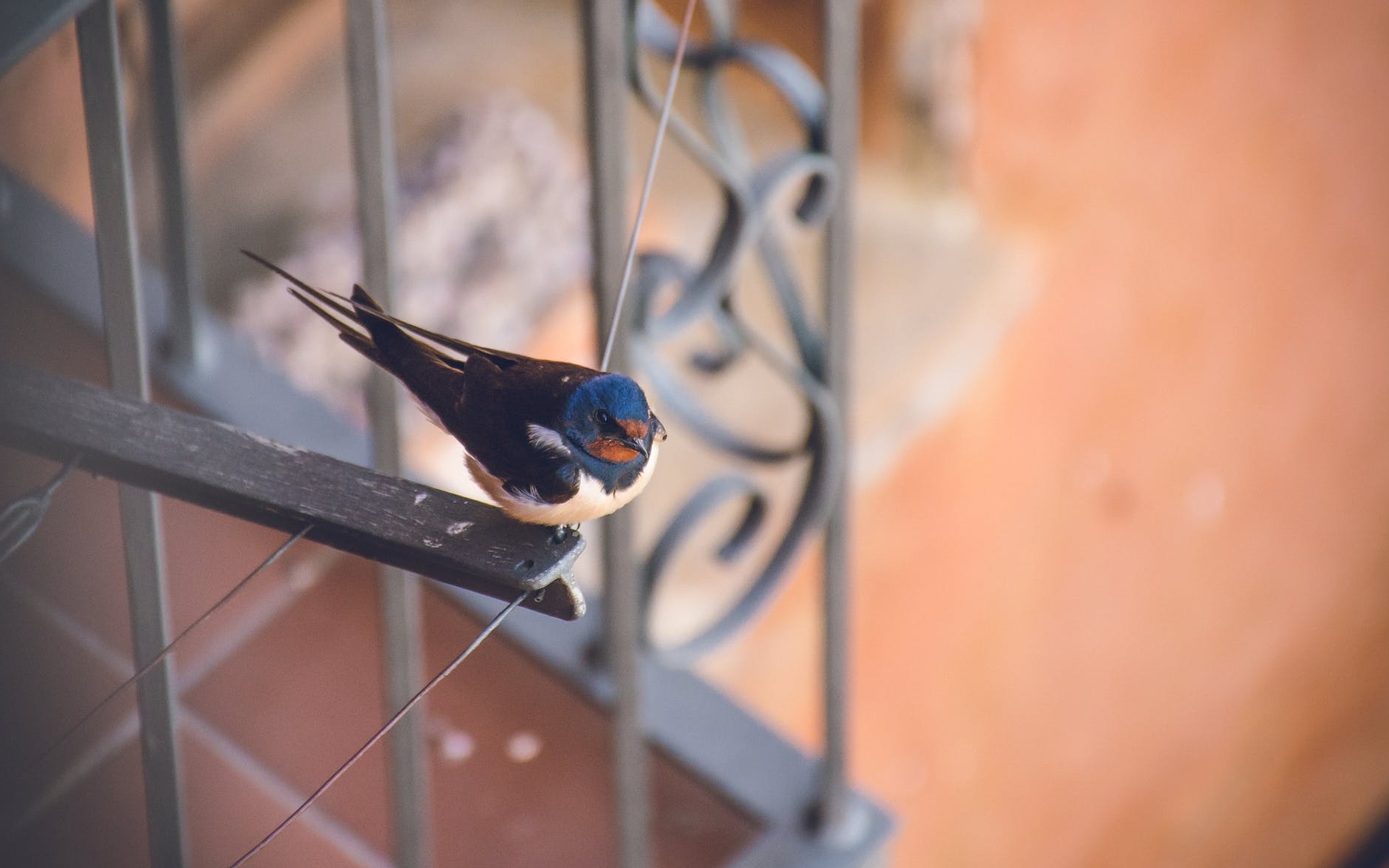 Як привабити птахів на власний балкон? 