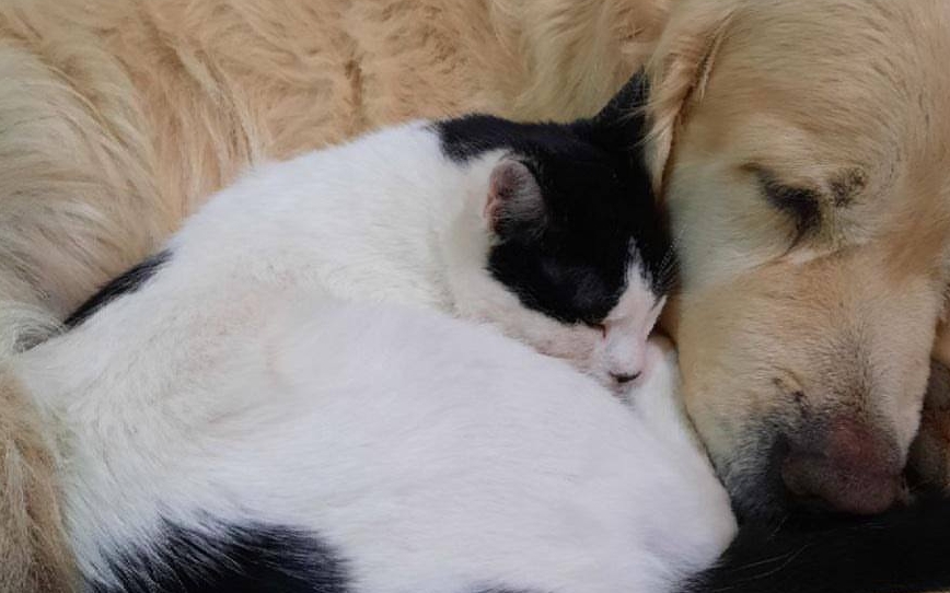 У Нікополі пропав кіт: допоможіть його знайти