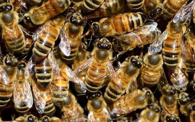 Бджоли вимирають: на нас чекає масовий голод через це