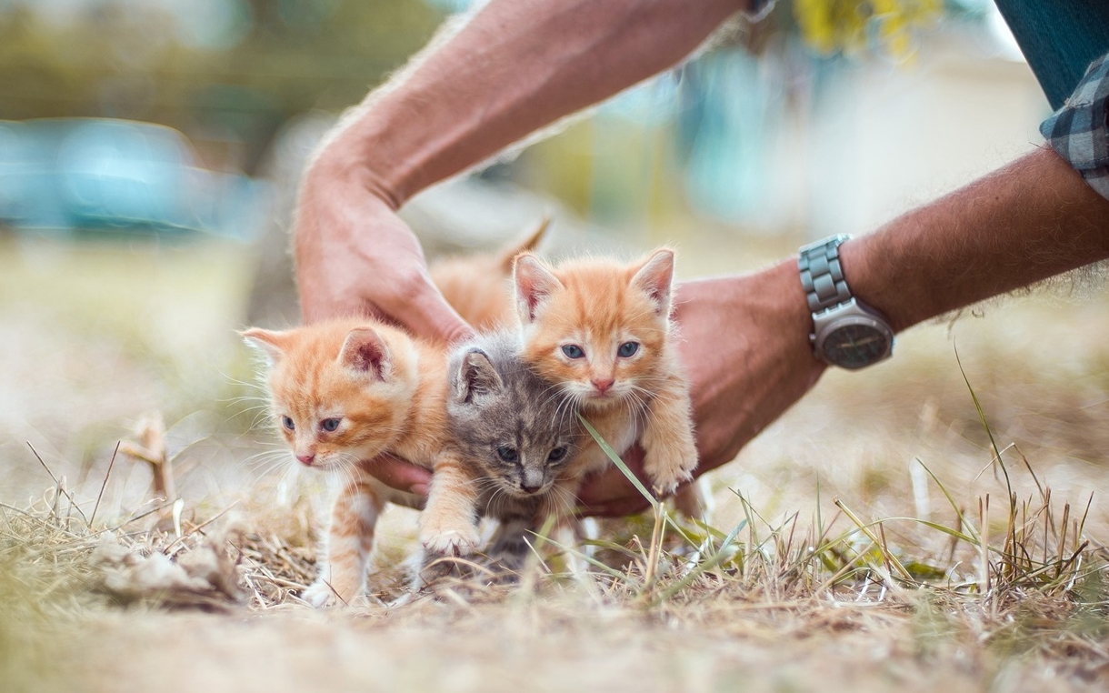 Небайдужі мешканці Покрова допомогли врятувати котика