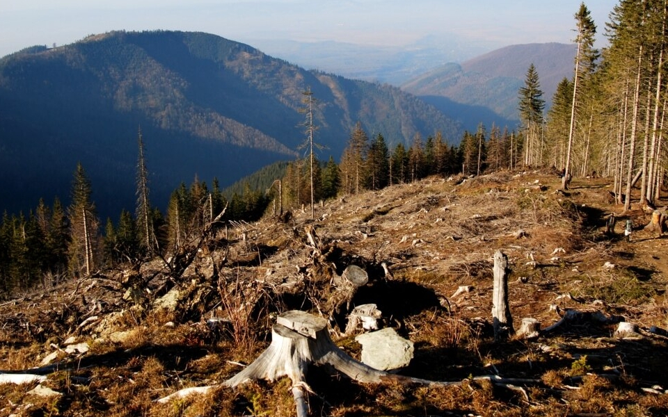 Загроза українським лісам в умовах війни: рубають Карпати