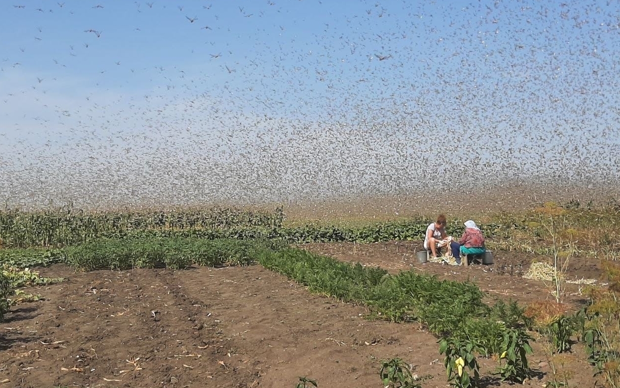 Набіг сарани на російські посіви. Мільйони комах