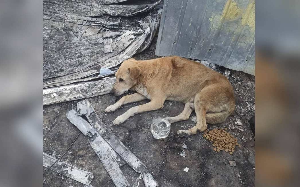 Собака залишився жити на згарищі Нікополь