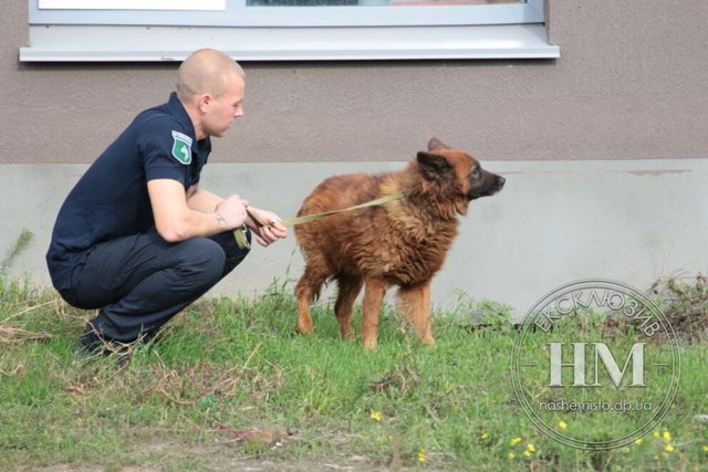 Крим з Дніпра: що відомо про долю собаки після ракетного удару