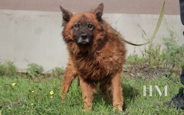 Крим з Дніпра: що відомо про долю собаки, яка плакала на місці ракетного удару