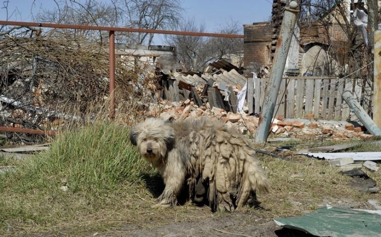 У Туреччині пройде виставка про українських тварин під час війни