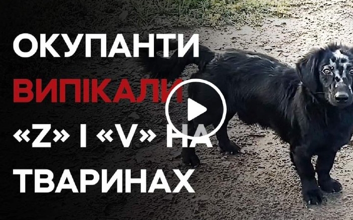 Чергові звірства росіян — окупанти таврували тварин літерами «V» і «Z»