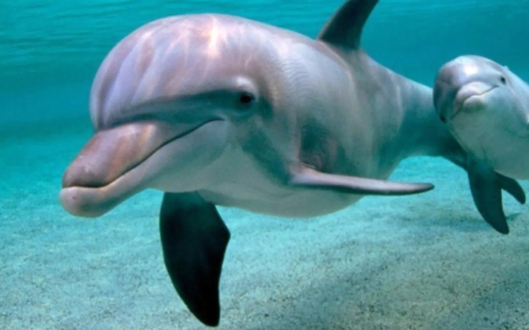 Власник дельфінарію викинув дельфінів у відкрите море