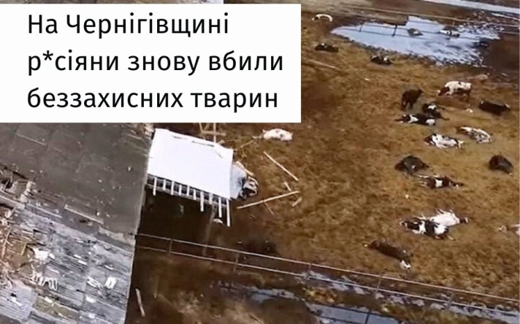 Росіяни обстріляли ферму та вбили корів на Чернігівщині