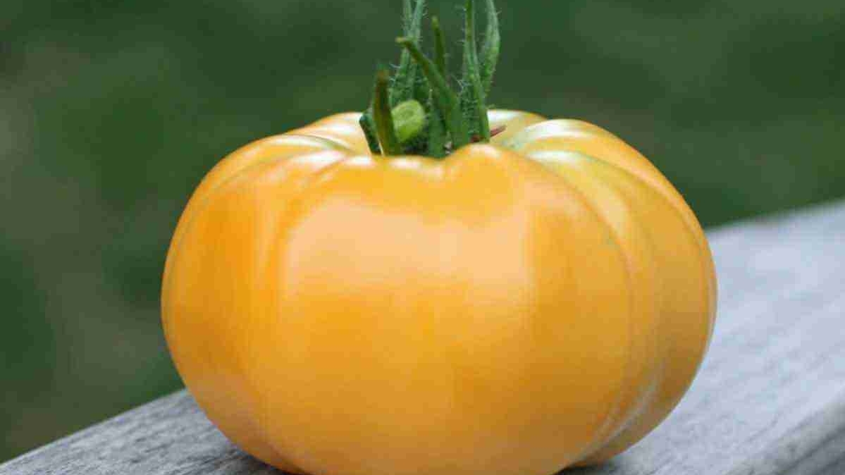 Чим викликана популярність жовтих томатів?