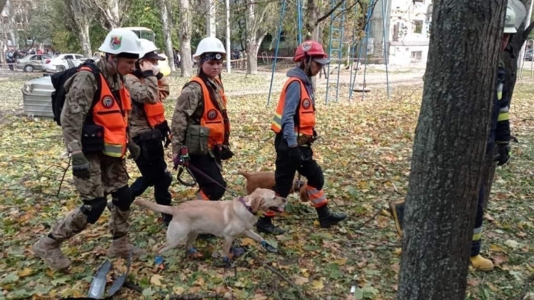 Ганьба у Павлограді: познущались над службовими собаками