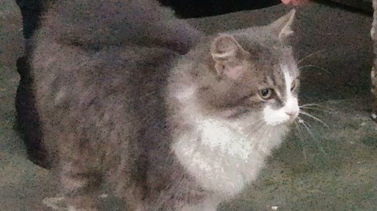 Допоможіть кішці у Дніпрі - її зрадили власники