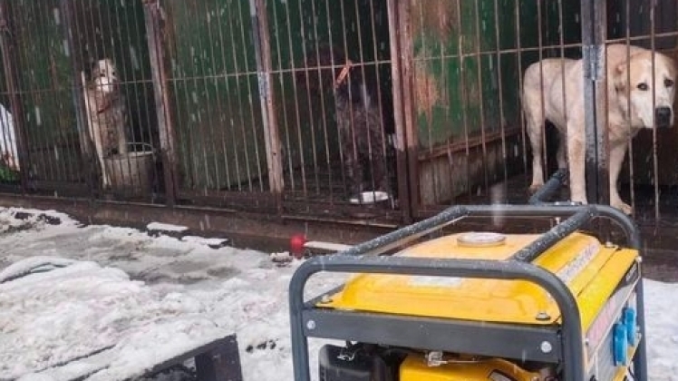 В Україні відкриють Пункт незламности для тварин