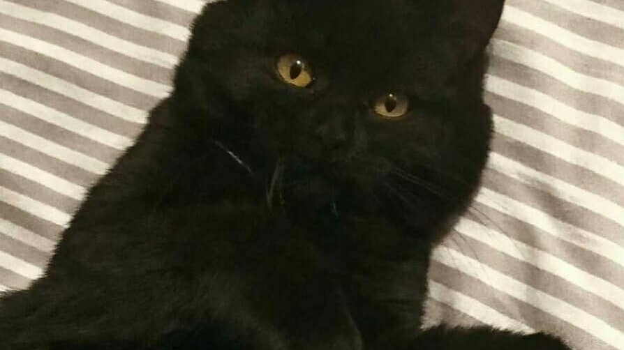 У Нікополі чорна-кішечка шукає дім, щоб приносити вам вдачу