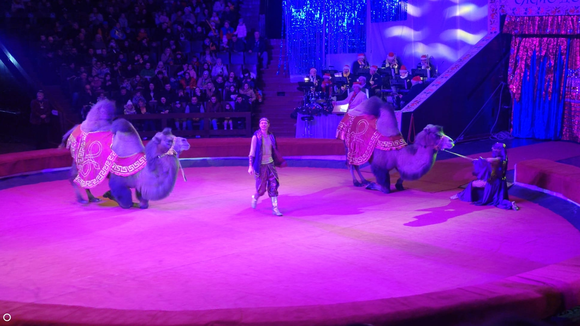 У Дніпрі експлуатують тварин у цирку?