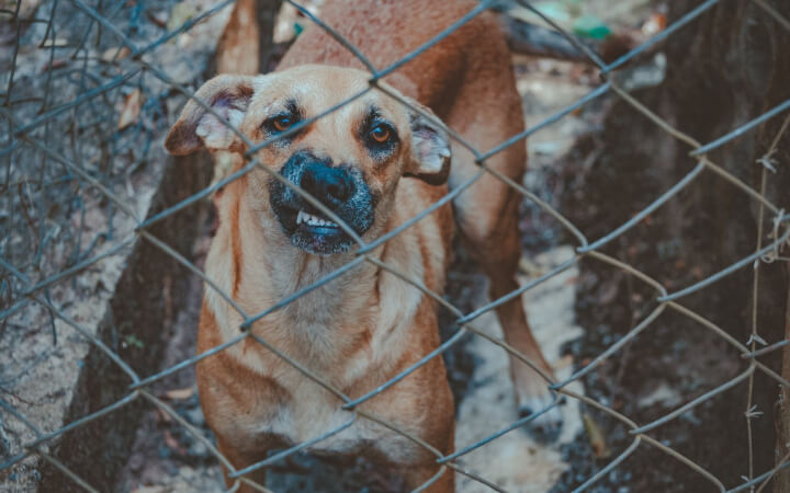 Криза безпритульних зграй собак у Нікополі: нападають на всіх