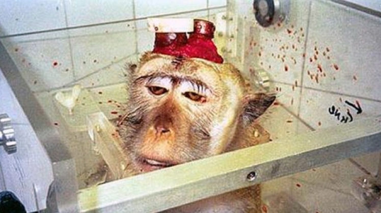 Тестування на тваринах - чи виправдана жорстокість?