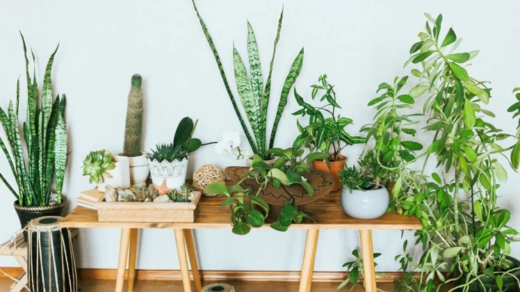 Кімнатні рослини для боротьби зі стресом і депресією