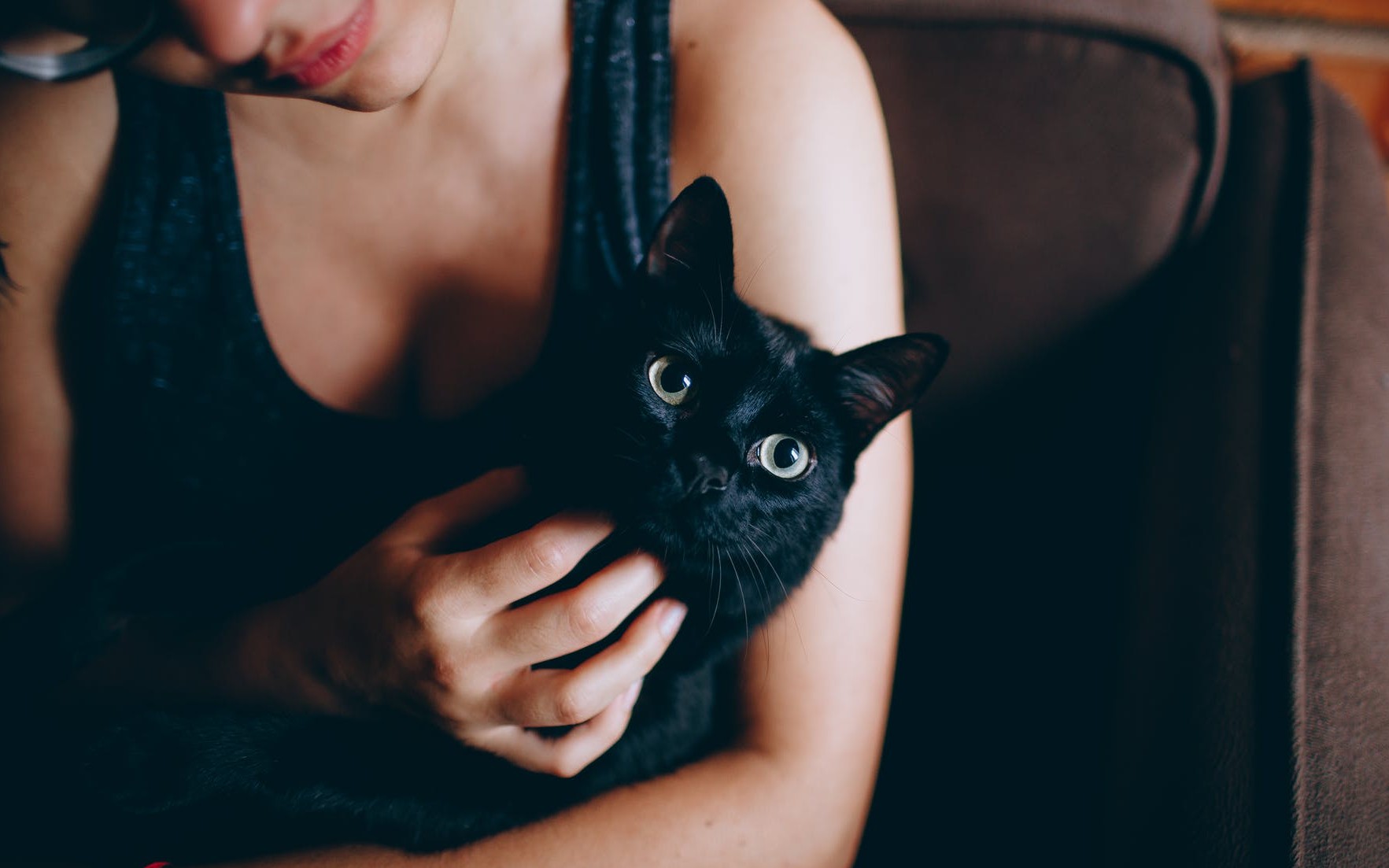 Чорна кішка, що приносить щастя 