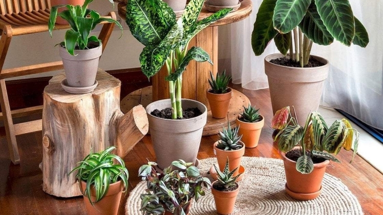 23 найкращих маленьких рослин для дому та квартири