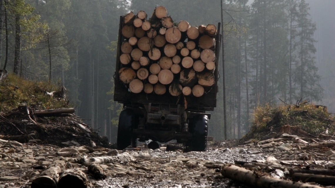 Держлісагентство планує скасувати екологічні обмеження на рубки лісів!