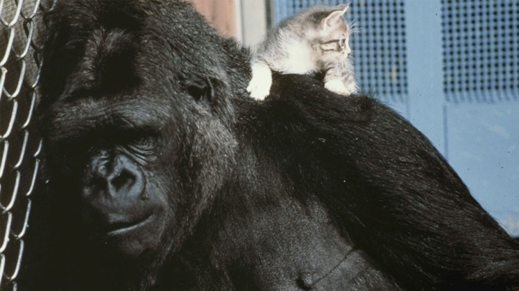 Тварини теж мають почуття та розум: історія горили Коко