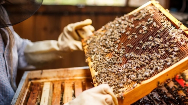 Поява нової породи медоносних бджіл викликає оптимізм