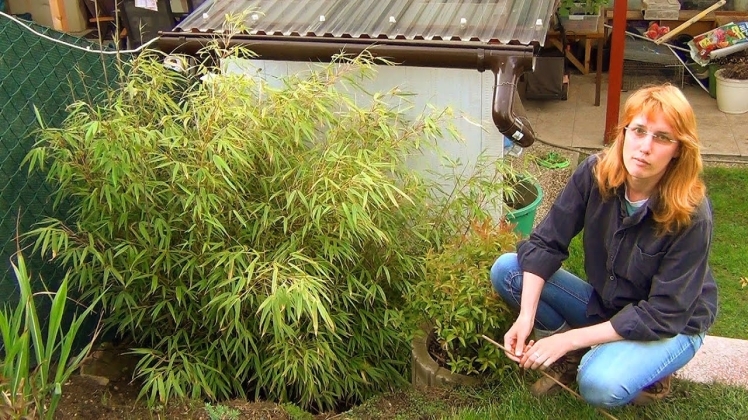 Застосування бамбукових опор: необхідний матеріал у садівництві