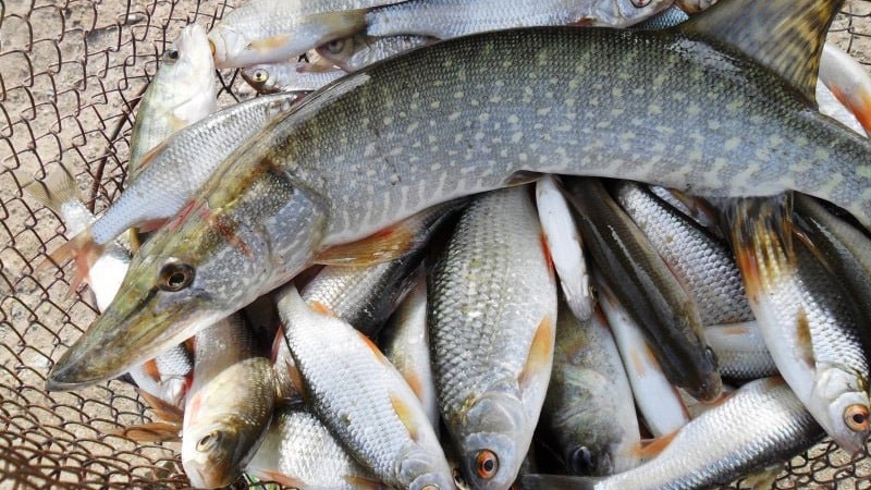 Мешканців Дніпровщини просять не збирати рибу