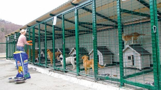У  Кривому Розі депутати не підтримали петиції про створення притулку для тварин
