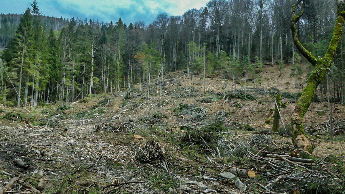 Законопроект №9516 − нові загрози лісам Карпат!
