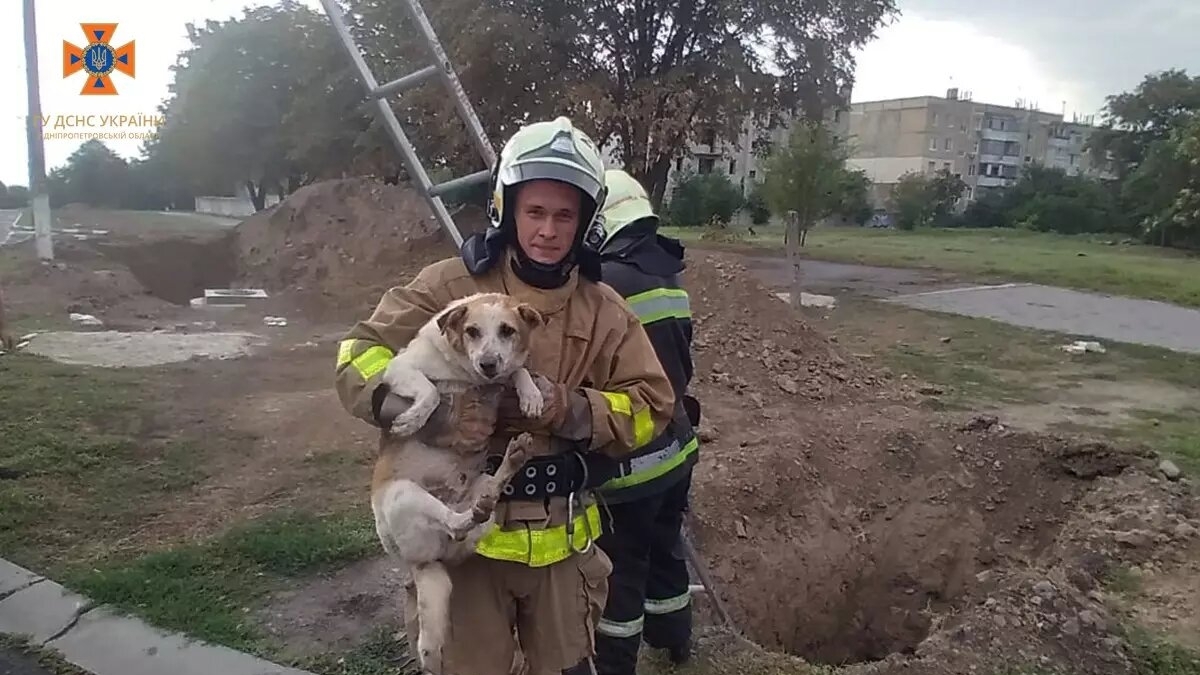 Дніпровські надзвичайники врятували двох собак