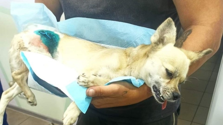 Поранена осколками собака з Нікополя потребує допомоги